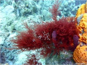 Pink Bush Alga