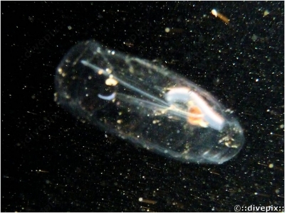 Pelagic Tunicate