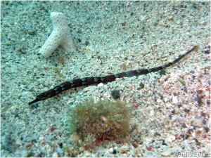 Diamond pipefish