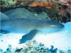 Nurse Shark