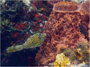 Giant Barrel Sponge