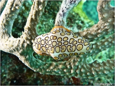 Flamingo Tongue