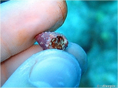 Red-Stripe Hermit