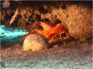 Flaming Reef Lobster