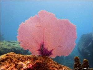 Common Sea Fan