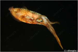 Caribbean Reef Squid