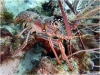 Caribbean Spiny Lobster