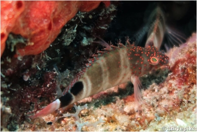 Redspotted Hawkfish