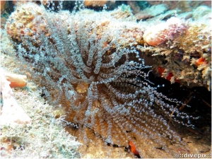 Corkscrew Anemone