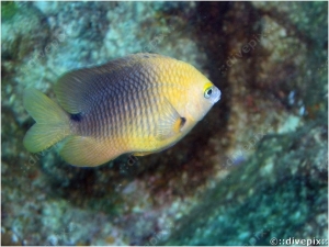 Threespot Damselfish