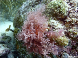 Martensia Pavonia Alga