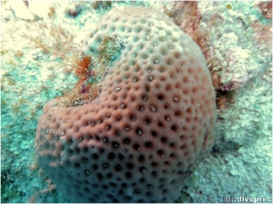 Massive Starlet Coral