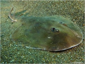 Lesser Electric Ray