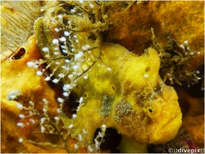 Longlure Frogfish