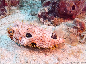 Web Burrfish