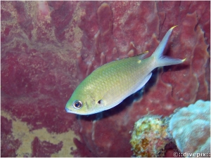 Brown Chromis