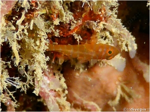 Rusty Goby