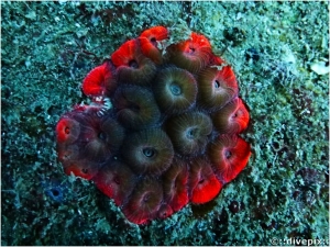 Great Star Coral