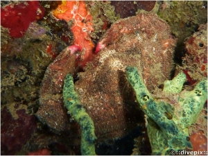 Redeye Sponge Crab