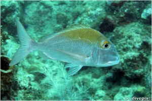 Sheepshead Porgy