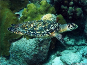 Hawksbill Turtle