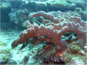 Brown Tube Sponge