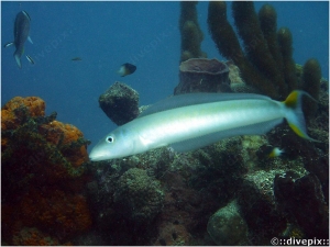 Sand Tilefish