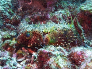 Bridled Burrfish