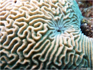 Symmetrical Brain Coral