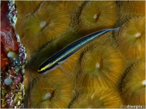 Sharknose Goby