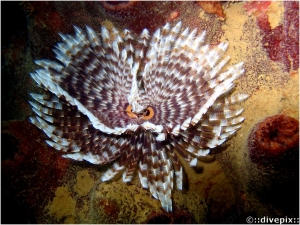 Magnificent Banded Fanworm