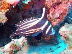 Spotted Drumfish