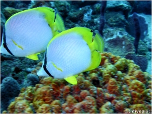 Spotfin Butterflyfish