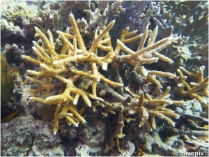 Staghorn Coral