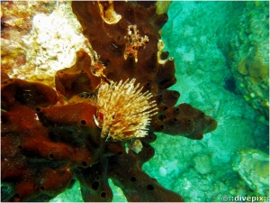 Dark Volcano Sponge