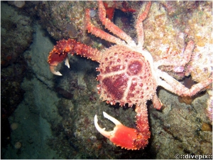 Channel Clinging Crab