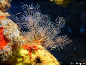 Branching Hydroid