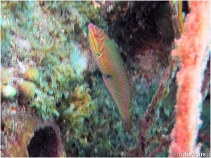 Clown Wrasse