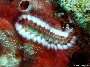 Bearded Fireworm