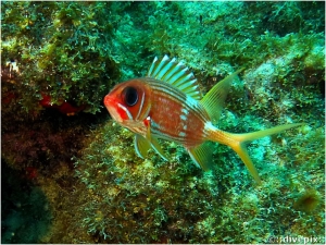 Longspine Squirrelfish