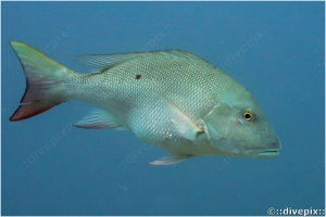 Mutton Snapper