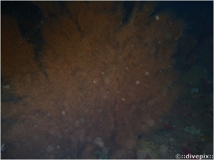 Orange Sea Fan