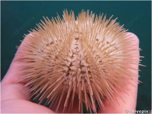 Variegated Sea Urchin