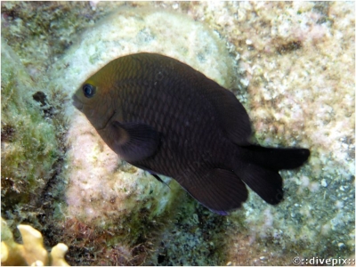 Longfin Damselfish