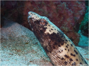 Spotted Snake Eel