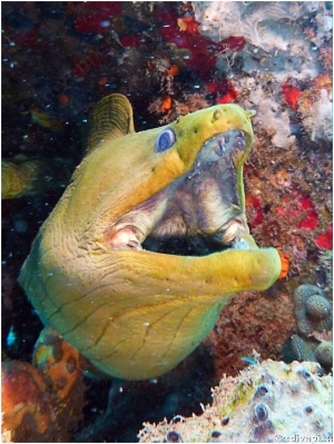 Green Moray