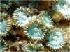 Mat Zoanthid