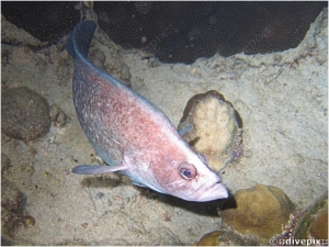 Greater Soapfish