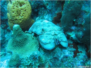 Slipper Lobster - Moult