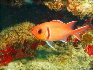 Blackbar Soldierfish